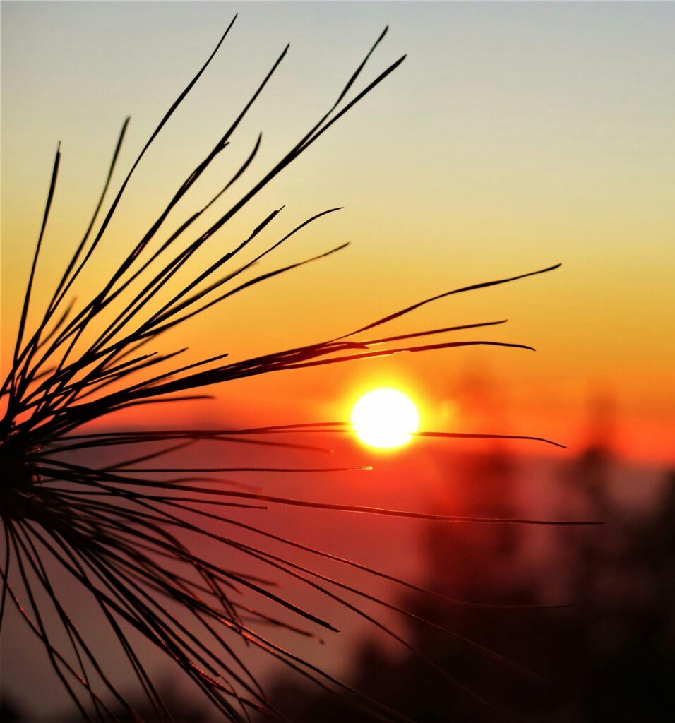 Silhouette of a pine branch against a vivid sunset sky, creating a dramatic landscape scene.