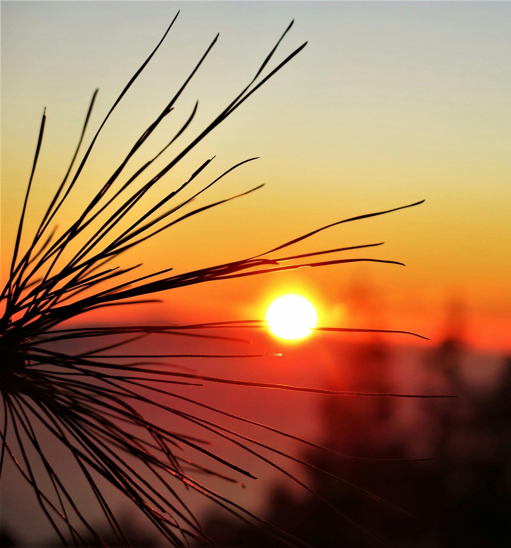 Silhouette of a pine branch against a vivid sunset sky, creating a dramatic landscape scene.